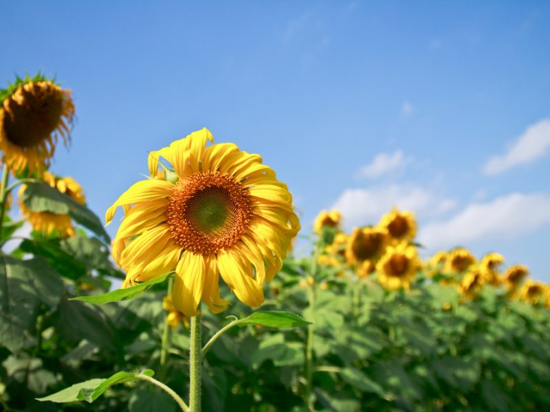 test_img_flower
